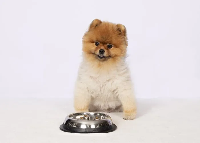 Brake-Fast Non-Tip Stainless Steel Slow Feed Dog Bowl
