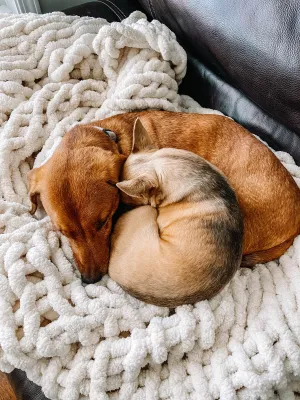 Ivory Furbaby Cozy Throw