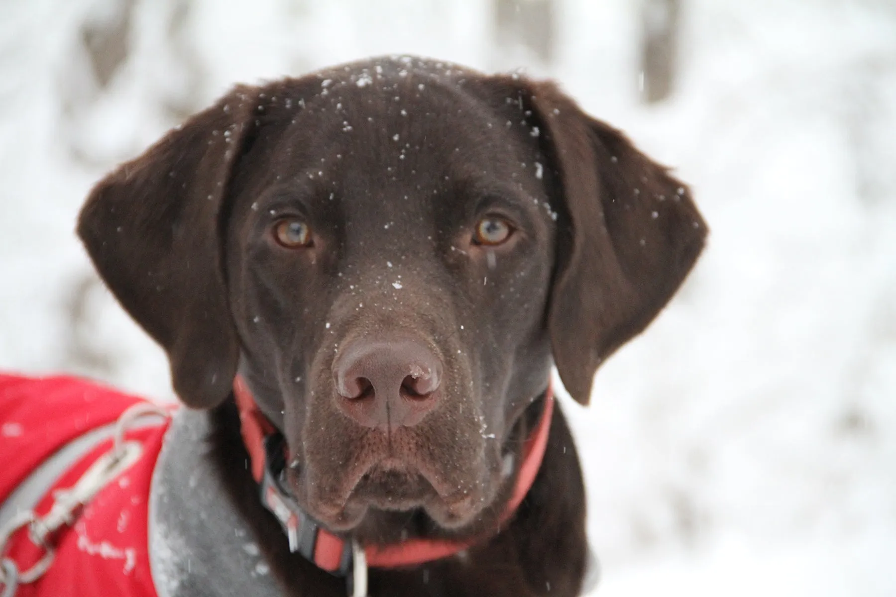 Wilbur - Chocolate Lab